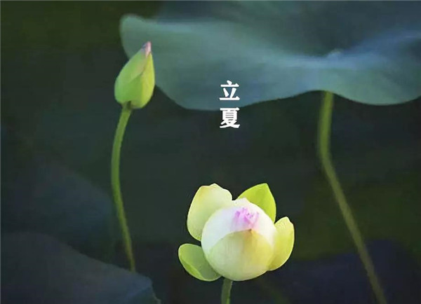 立夏已至，萬物向陽；